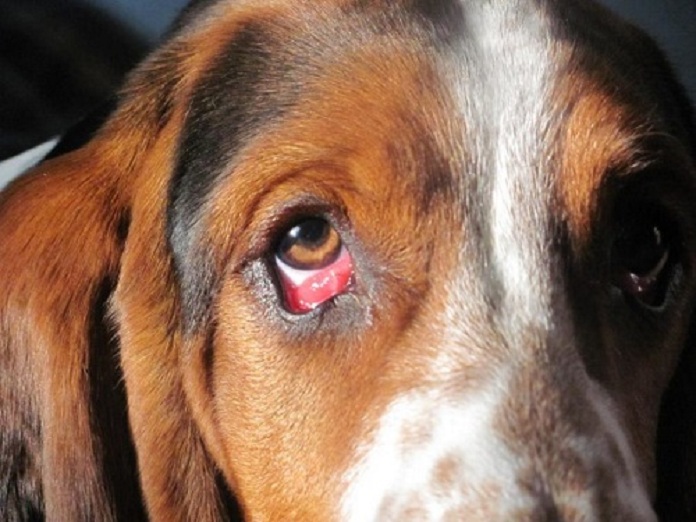 Bệnh Lật Mí Mắt ở chó