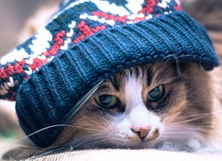 gato de chapéu