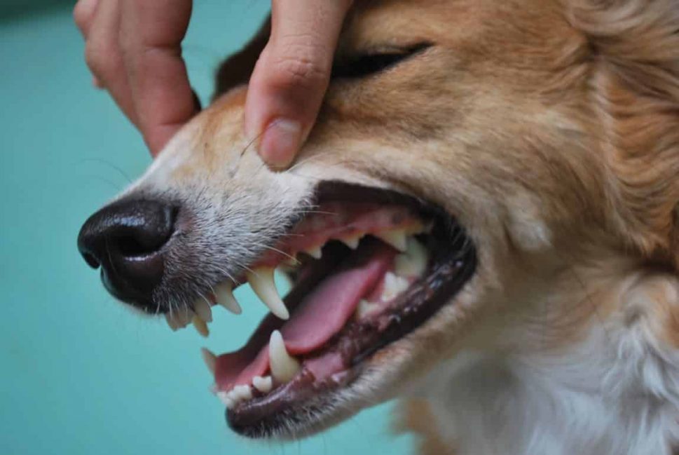 Nụ cười của chú chó sẽ khiến bạn ngạc nhiên với răng hàm chó tuyệt đẹp của mình! Đây là một bộ răng quan trọng trong việc cắn và nghiền thức ăn của chú chó.