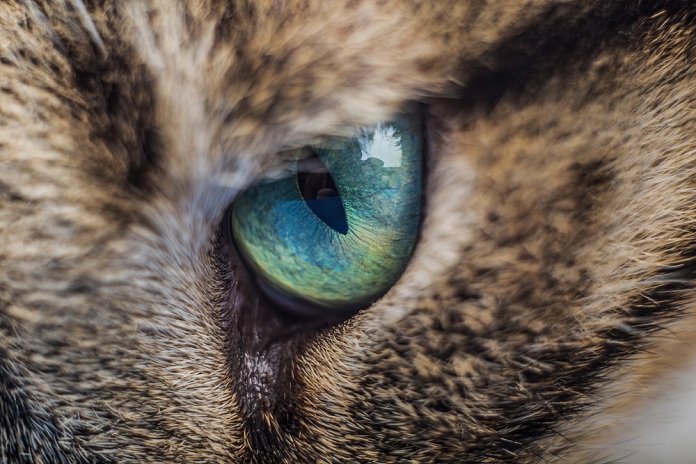 Viêm mắt (Viêm kết mạc) ở Mèo | Trùm Boss