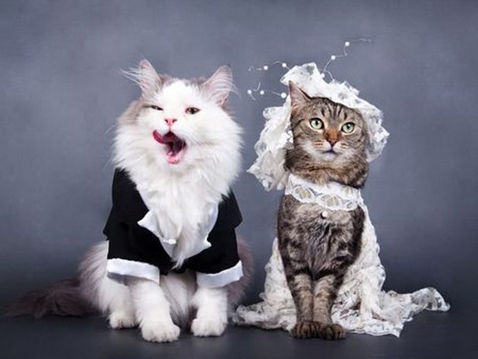 Hình ảnh cặp đôi thú cưng: Bạn có thú cưng và muốn tìm kiếm những hình ảnh đáng yêu về cặp đôi thú cưng? Đừng bỏ qua bức ảnh này với hai chú mèo đáng yêu như thế này.