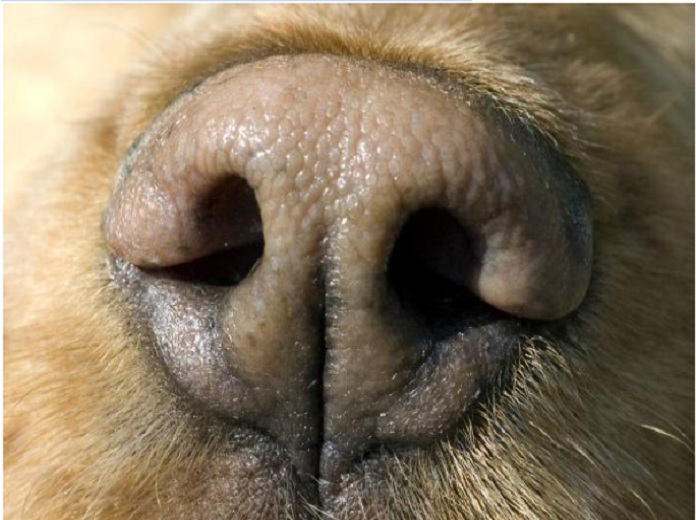estético Capilares preposición Rinitis y sinusitis en perros | Jefe Jefe