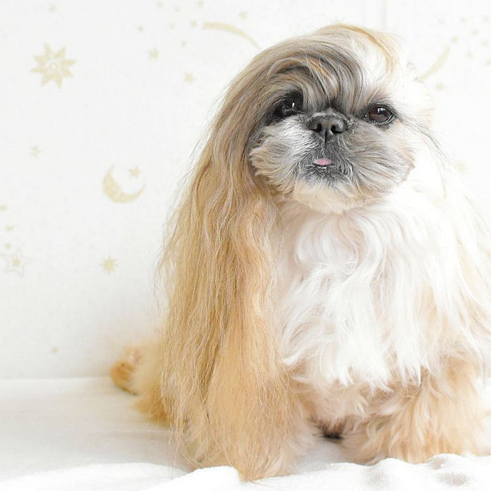 Ши тцу кудрявый. Ши тцу пудель. Собачка ши тцу. Ши пудель. Ши тцу пудель.